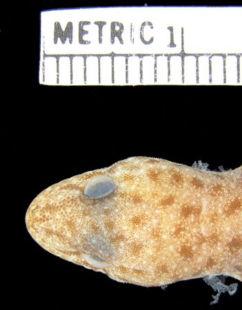 Media type: image;   Herpetology R-158548